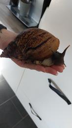 lisachatina reticulata baby's (agaatslak), Dieren en Toebehoren, Reptielen en Amfibieën, Amfibie