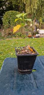 Hibiscus stekjes - OP=OP!, Overige soorten, Volle zon, Vaste plant, Ophalen of Verzenden