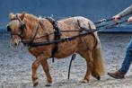 IDeal eurotech enkelspan mentuig pony zwart met bruin, Dieren en Toebehoren, Ophalen of Verzenden, Zo goed als nieuw, Overige soorten