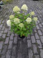 Hortensia Limelight - Prachtige bloemen!, Vaste plant, Halfschaduw, Zomer, Ophalen