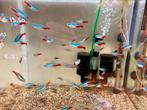 Neon tetra, Dieren en Toebehoren, Vis