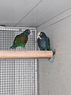 Witkop pionus, Dieren en Toebehoren, Meerdere dieren, Papegaai, Geringd