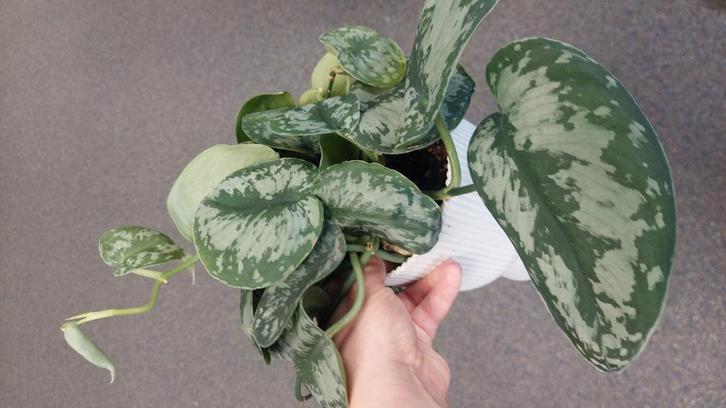 Scindapsus pictus stek, Huis en Inrichting, Kamerplanten, Minder dan 100 cm, Halfschaduw, Ophalen of Verzenden