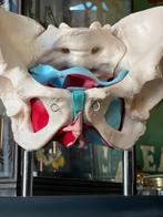 Anatomisch model, bekken vrouw, Ophalen of Verzenden
