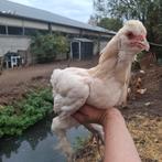 Witte bramha haan, Dieren en Toebehoren, Mannelijk, Kip