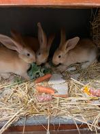 Mooie jonge duitse reus rammetje, Dieren en Toebehoren, Konijnen, Mannelijk, Groot