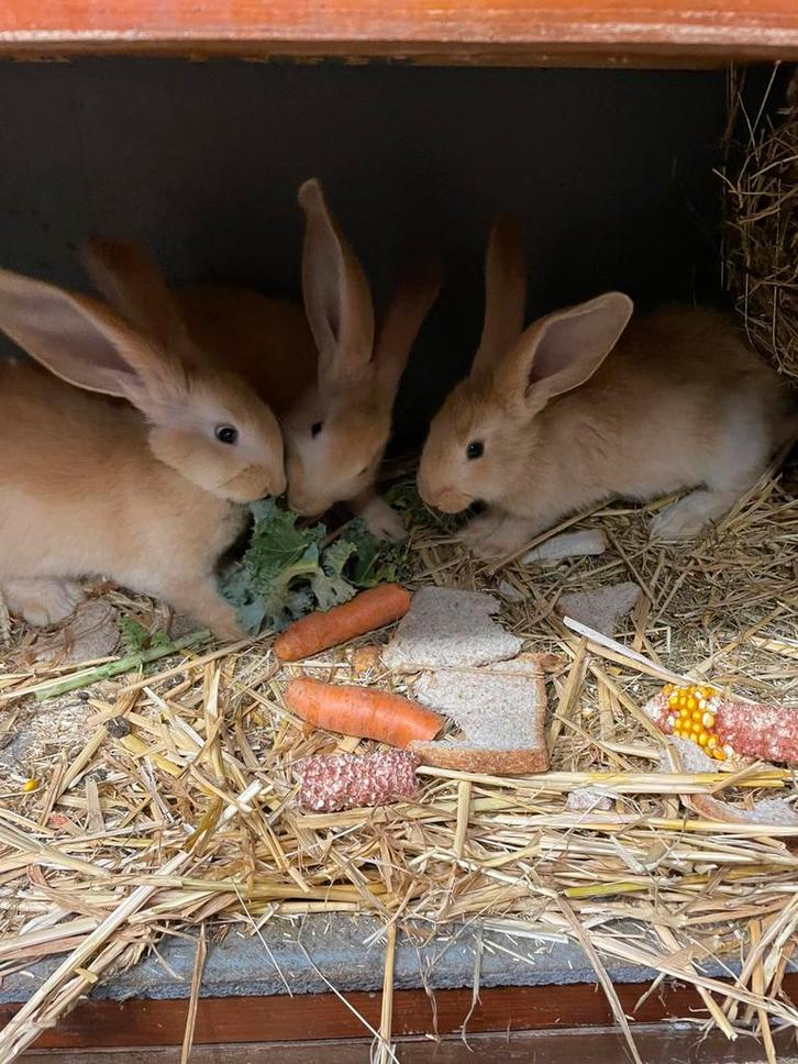 Mooie jonge duitse reus rammetjes, Dieren en Toebehoren, Konijnen, Groot, Mannelijk