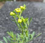 Tuin = Kruid = Wijnruit - Ruta Graveolens, Ophalen, Volle zon, Vaste plant, Kruiden