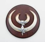 Groot schild tanden EVERZWIJN / WILD ZWIJN - ref. O, Ophalen of Verzenden, Gebruikt, Wild dier, Overige typen