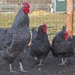 4 Noord hollandse blauw hennen, Dieren en Toebehoren, Pluimvee, Vrouwelijk, Kip