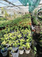 Surinaamse bitawirie en lauki planten, Ophalen of Verzenden, Zomer, Volle zon