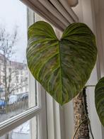 Philodendron Majestic, Ophalen, Halfschaduw, Minder dan 100 cm
