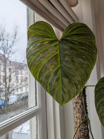 Philodendron Majestic  beschikbaar voor biedingen