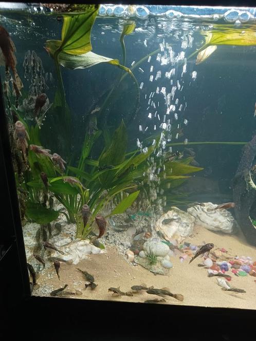 Borstelneus Ancistrus algeneters., Dieren en Toebehoren, Vissen | Aquaria en Toebehoren, Nieuw, Ophalen