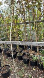 Lagerstroemia boom vorm unieke planten 175/200 pst 19,95, Ophalen, Zomer, Vaste plant, Halfschaduw
