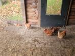 Nog 2 kippen/hennen, Dieren en Toebehoren, Pluimvee, Vrouwelijk, Kip