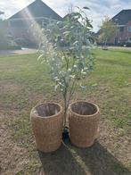 Grote Rietmanden - Set van 2, Tuin en Terras, Ophalen, Overige materialen, Minder dan 60 cm, Rond