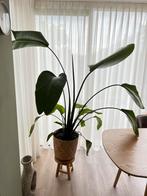 Strelitzia, Huis en Inrichting, Kamerplanten, Ophalen of Verzenden, Halfschaduw, 200 cm of meer