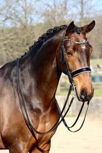 12 jarige Z2 dressuurpaard, Dieren en Toebehoren, Paarden, 170 tot 175 cm, 11 jaar of ouder, Z, Gechipt