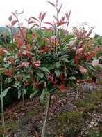 Photinia Fraseri Red Robin, Ophalen, Hortensia
