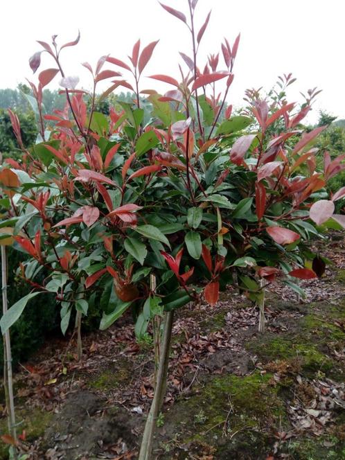Photinia Fraseri Red Robin, Tuin en Terras, Planten | Struiken en Hagen, Hortensia, Ophalen