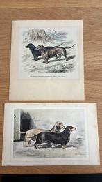 Prentjes teckels, Antiek en Kunst, Kunst | Tekeningen en Foto's, Ophalen of Verzenden