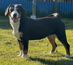Entlebucher sennenhond twee nestzusjes met fci stamb, Dieren en Toebehoren, Parvo, Overige rassen, 1 tot 2 jaar, Buitenland