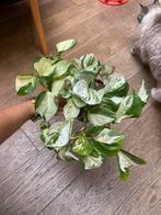 Epipremnum manjula happy leaf hangplant stekjes, Ophalen of Verzenden, Overige soorten, Minder dan 100 cm