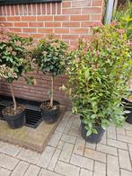 Viburnum tinus 'Sneeuwbal' op stam en volle heester, Tuin en Terras, Planten | Tuinplanten, Ophalen, Overige soorten, Halfschaduw