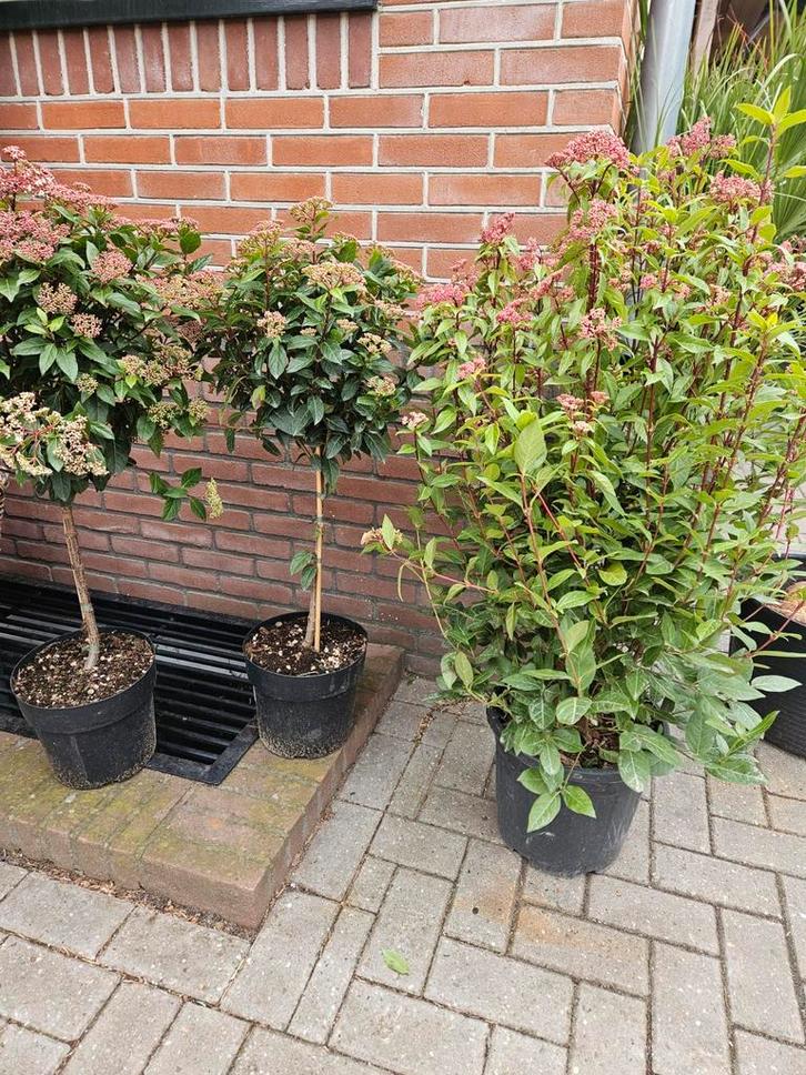 Viburnum tinus 'Sneeuwbal' op stam en volle heester, Tuin en Terras, Planten | Tuinplanten, Overige soorten, Halfschaduw, Ophalen