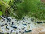Blue dream neocaridina garnalen met gratis grasjes, Kreeft, Krab of Garnaal