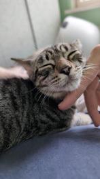 Jarela, Otto, 18-04-25 al in Nederland, Kater, Kortharig, 0 tot 2 jaar