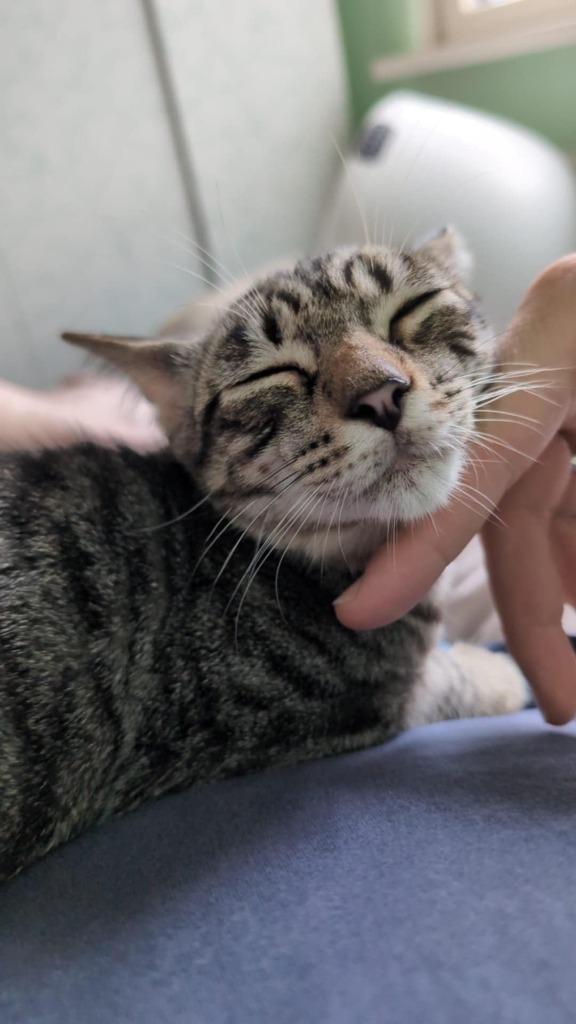 Jarela, Otto, 18-04-25 al in Nederland, Dieren en Toebehoren, Katten en Kittens | Overige Katten, Kortharig, Kater, 0 tot 2 jaar