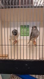 Glosters diverse kleuren, Meerdere dieren, Kleurkanarie