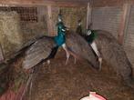 pauwen, Dieren en Toebehoren, Pluimvee, Meerdere dieren, Overige soorten