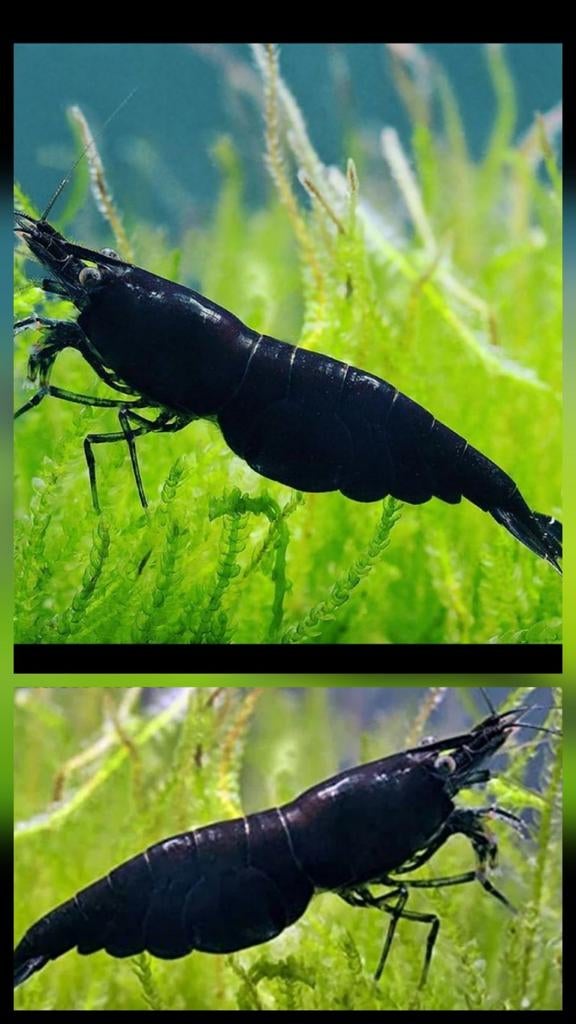 Black rose/Zwarte Sakura Neocaridina Garnalen, Kreeft, Krab of Garnaal, Zoetwatervis, Schoolvis