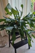 Mooie plant hertshoorn, Ophalen, Overige soorten, Halfschaduw, Minder dan 100 cm