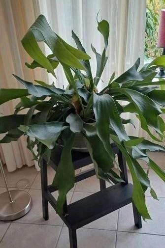 Mooie plant hertshoorn beschikbaar voor biedingen