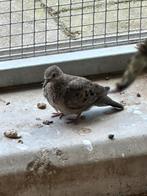 Musduifjes, Dieren en Toebehoren, Meerdere dieren, Tropenvogel