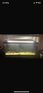 Aquarium 300 liter met filters, Dieren en Toebehoren, Ophalen of Verzenden, Zo goed als nieuw