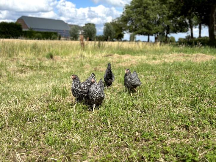 Jonge tamme Amrock kippen groot ras gesekst en ingeënt, Dieren en Toebehoren, Pluimvee, Kip, Vrouwelijk
