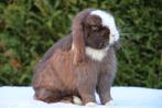 Minilop ram / dekram, Mannelijk, Dwerg
