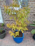 Te koop kaki fruit boompje in stenen pot hoogte 140 cm, Tuin en Terras, Planten | Bomen, Ophalen, Volle zon, Overige soorten