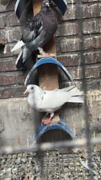 Donek, Dieren en Toebehoren, Vogels | Duiven, Meerdere dieren