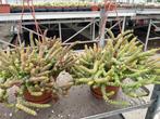 Succulent Crassula Hottentot. Potmaat 15cm, Vetplant, Ophalen of Verzenden, In pot, Minder dan 100 cm
