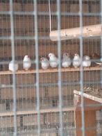 Zebravinken met kooi €120, Dieren en Toebehoren, Meerdere dieren, Tropenvogel