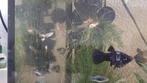 Platy's en guppy's te koop, Vis