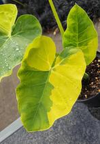 Colocasia Yellow Andaman, Ophalen of Verzenden, Overige soorten, Volle zon