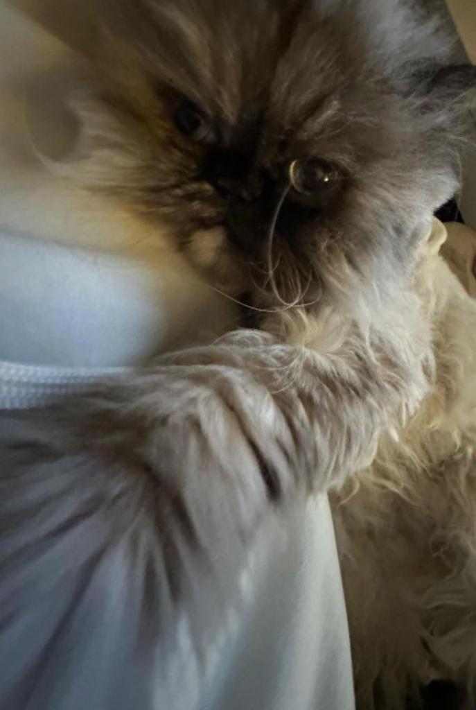 Lief Perzisch katje/poes (6 jaar) zoekt een warm thuis, Dieren en Toebehoren, Katten en Kittens | Raskatten | Langhaar, Poes, 6 jaar of ouder