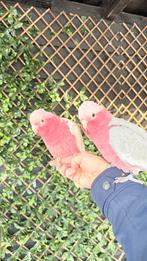 Mooi koppel Roze kaketoes, Meerdere dieren, Parkiet, Geringd